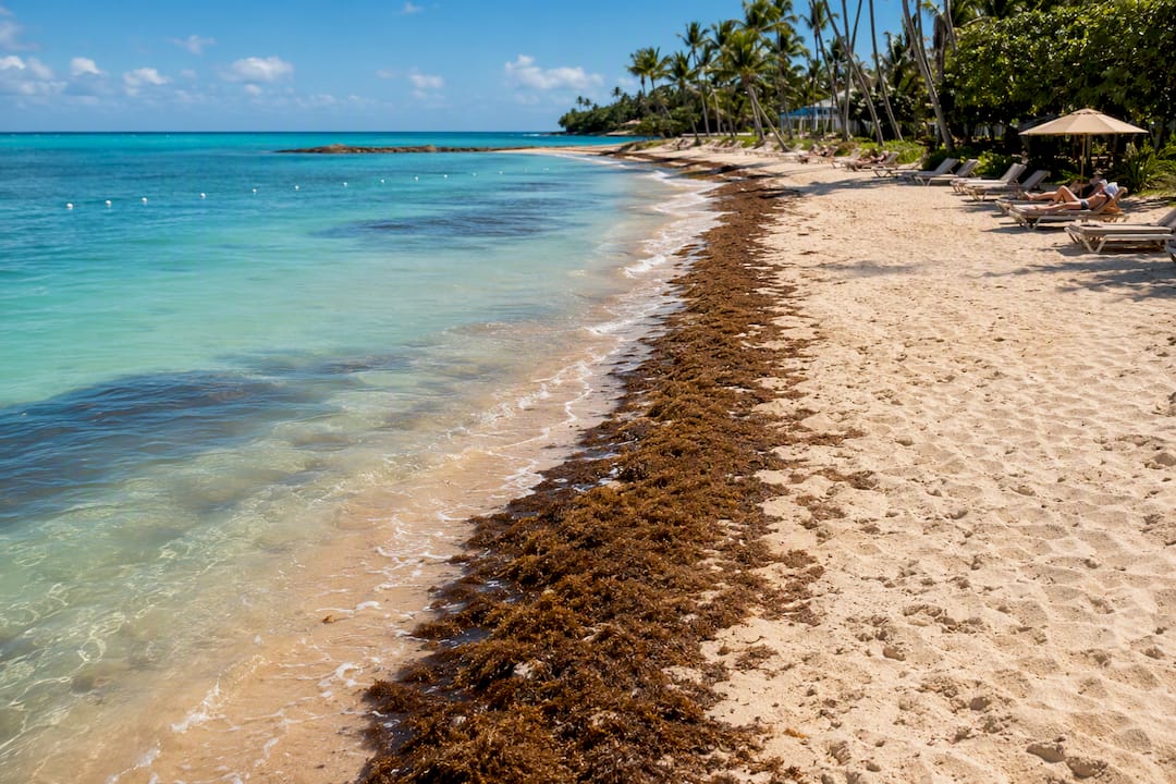 Sargassum seaweed along a Caribbean beach